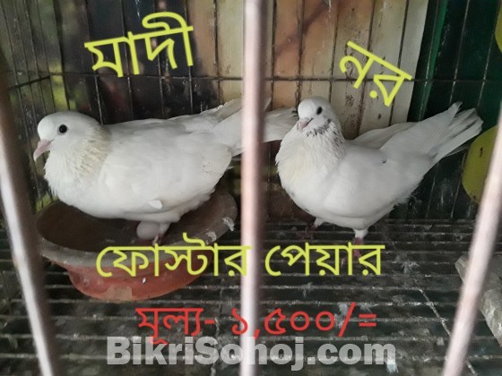 ৯ পিছ কবুতর বিক্রী হবে।